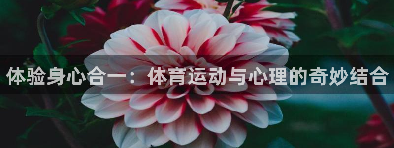杏悦体育代理